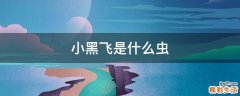 小黑飞是什么虫