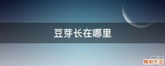豆芽长在哪里