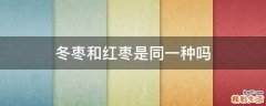 冬枣和红枣是同一种吗