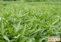 空心菜宝宝可以吃吗 宝宝吃空心菜有什么好处