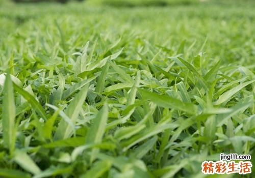 空心菜宝宝可以吃吗 宝宝吃空心菜有什么好处