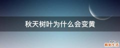 秋天树叶为什么会变黄