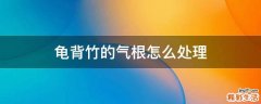 龟背竹的气根怎么处理