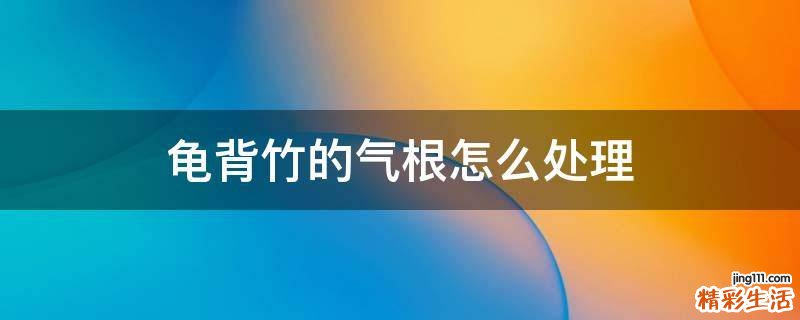 龟背竹的气根怎么处理