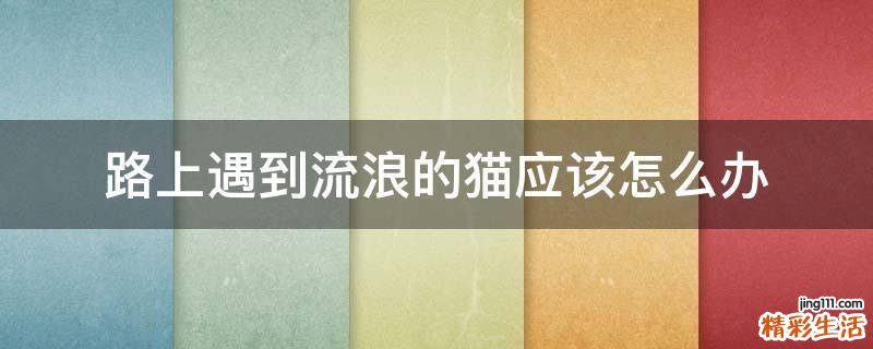路上遇到流浪的猫应该怎么办