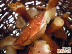 松茸保质期多久 松茸如何保鲜