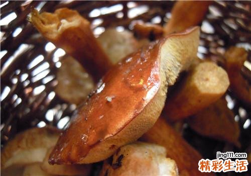 新鲜松茸怎么选 松茸可以生吃吗