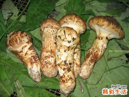 新鲜的松茸怎么吃最好 新鲜松茸怎么做好吃