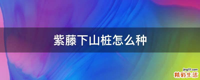 紫藤下山桩怎么种