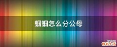 蝈蝈怎么分公母