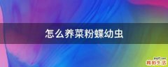 怎么养菜粉蝶幼虫