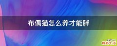 布偶猫怎么养才能胖