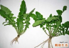 吃荠菜拉肚子怎么办 吃东西拉肚子这样做！