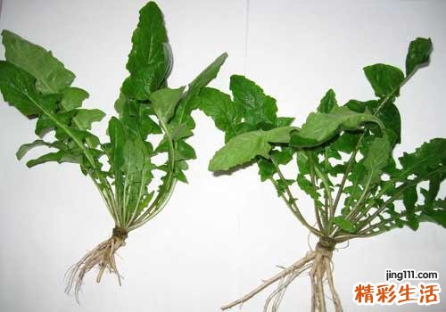 吃荠菜拉肚子怎么办 吃东西拉肚子这样做！
