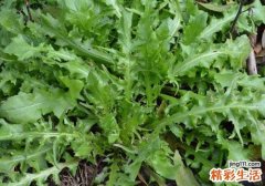 荠菜吃多了会怎么样 吃多少比较好？