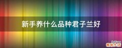 新手养什么品种君子兰好