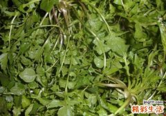胃不好可以吃荠菜吗 胃不好吃荠菜有什么好处