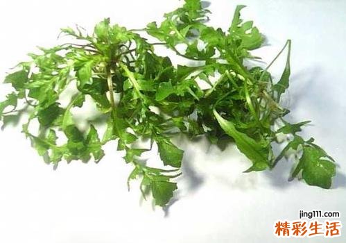 荠菜饺子感冒能吃吗 感冒吃什么好的快