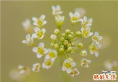 荠菜需要焯水吗 荠菜怎么吃最营养