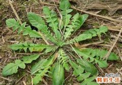 荠菜是发物吗