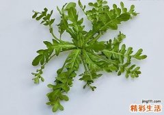 荠菜的营养价值