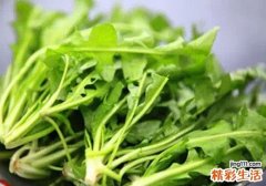 荠菜一天吃多少合适 胃不好可以吃荠菜吗