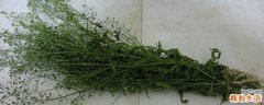地菜煮蛋煮多久最好 地菜煮蛋怎么做