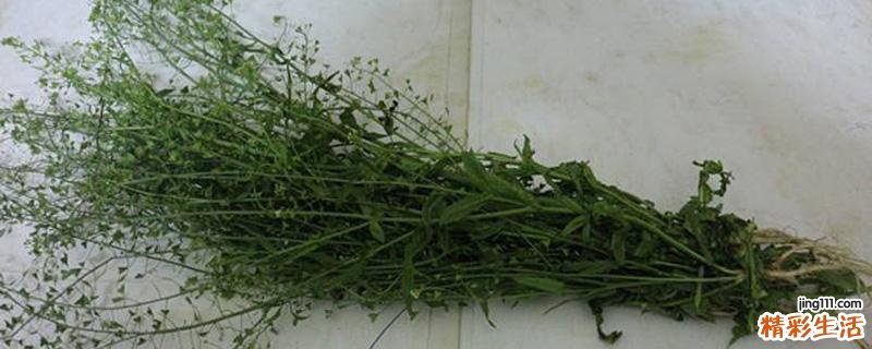 地菜煮蛋煮多久最好 地菜煮蛋怎么做