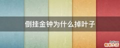 倒挂金钟为什么掉叶子