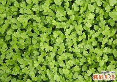芹菜叶怎么吃