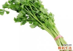 芹菜对身体有什么好处 芹菜可预防多种疾病