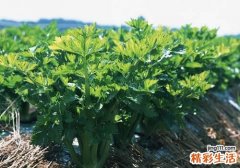 孕妇可以吃芹菜吗 大部分宝妈都不知道