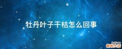 牡丹叶子干枯怎么回事