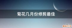 菊花几月份修剪最佳