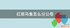 红斑马鱼怎么分公母