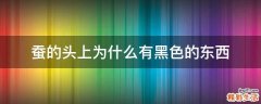 蚕的头上为什么有黑色的东西