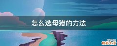 怎么选母猪的方法