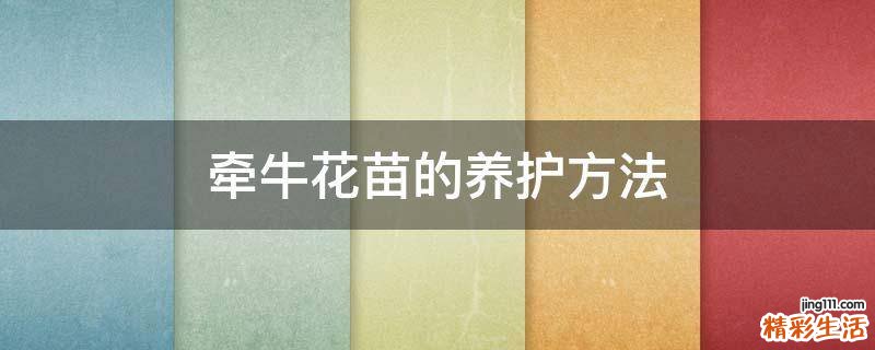 牵牛花苗的养护方法
