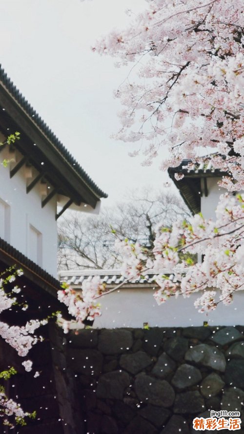 番茄炒蛋的烹饪顺序