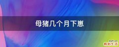 母猪几个月下崽