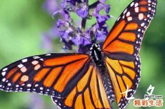 七夕节的习俗由来