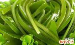多吃海带有什么好处 海带的功效