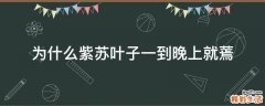 为什么紫苏叶子一到晚上就蔫