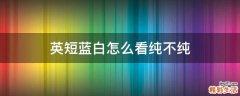 英短蓝白怎么看纯不纯