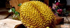 榴莲和海带能一起吃吗 榴莲变质是什么味道