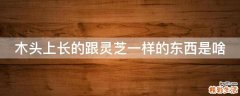 木头上长的跟灵芝一样的东西是啥