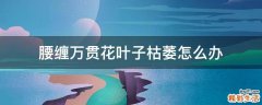腰缠万贯花叶子枯萎怎么办