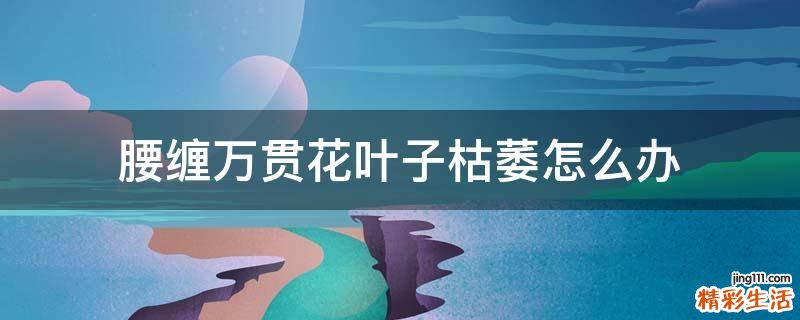 腰缠万贯花叶子枯萎怎么办