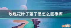 玫瑰花叶子蔫了是怎么回事啊
