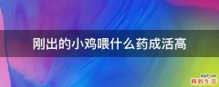 刚出的小鸡喂什么药成活高